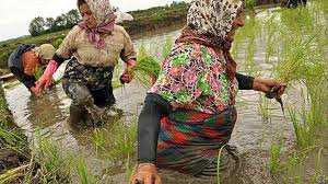 چه کسی پاسخگوی زانوان درگل فرورفته بانوی برنج کار شمال است 