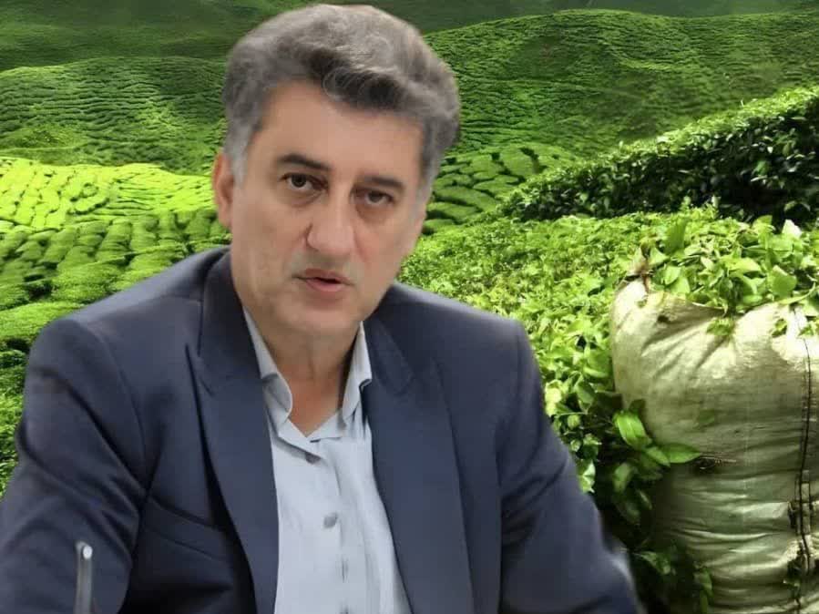 فرماندار رودسر از پرداخت ۸۲ درصدی مطالبات چایکاران خبرداد فرماندار رودسر از پرداخت ۸۲ درصدی مطالبات چایکاران خبرداد